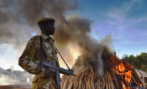 #IvoryBurn: Kenya Torches Tons of Ivory to Save Its Elephants